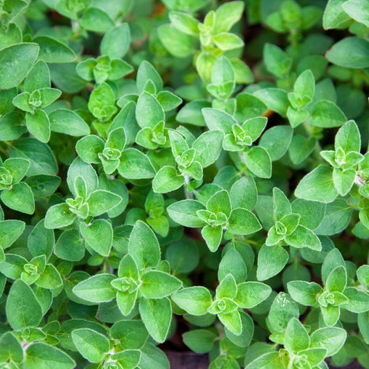 Purely Organic Common Italian Oregano Seeds - USDA Organic
