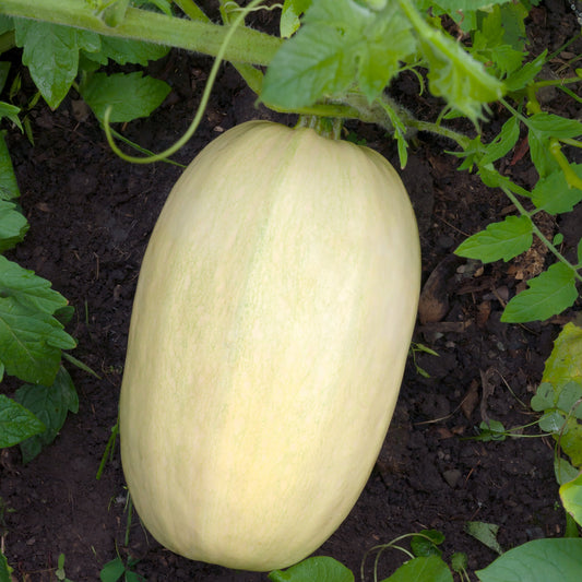 Purely Organic Winter Spaghetti Squash Seeds - USDA Organic
