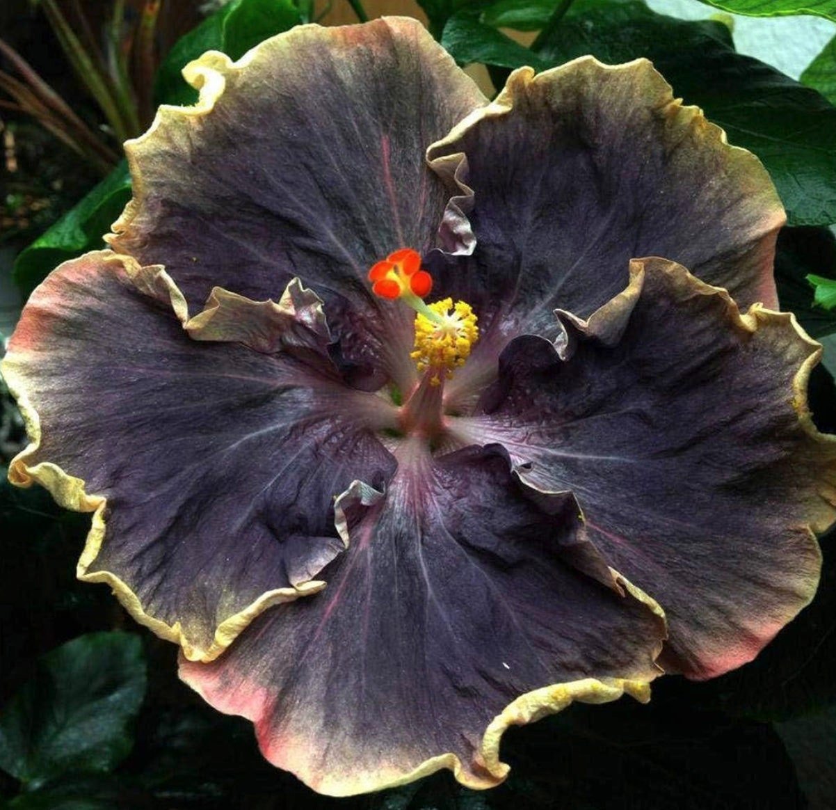 Rare Black Pink Purple Hibiscus Seeds "Black Rainbow" Giant Flower Tropical Seeds - Perennial - Easy to Grow - Huge Flowers