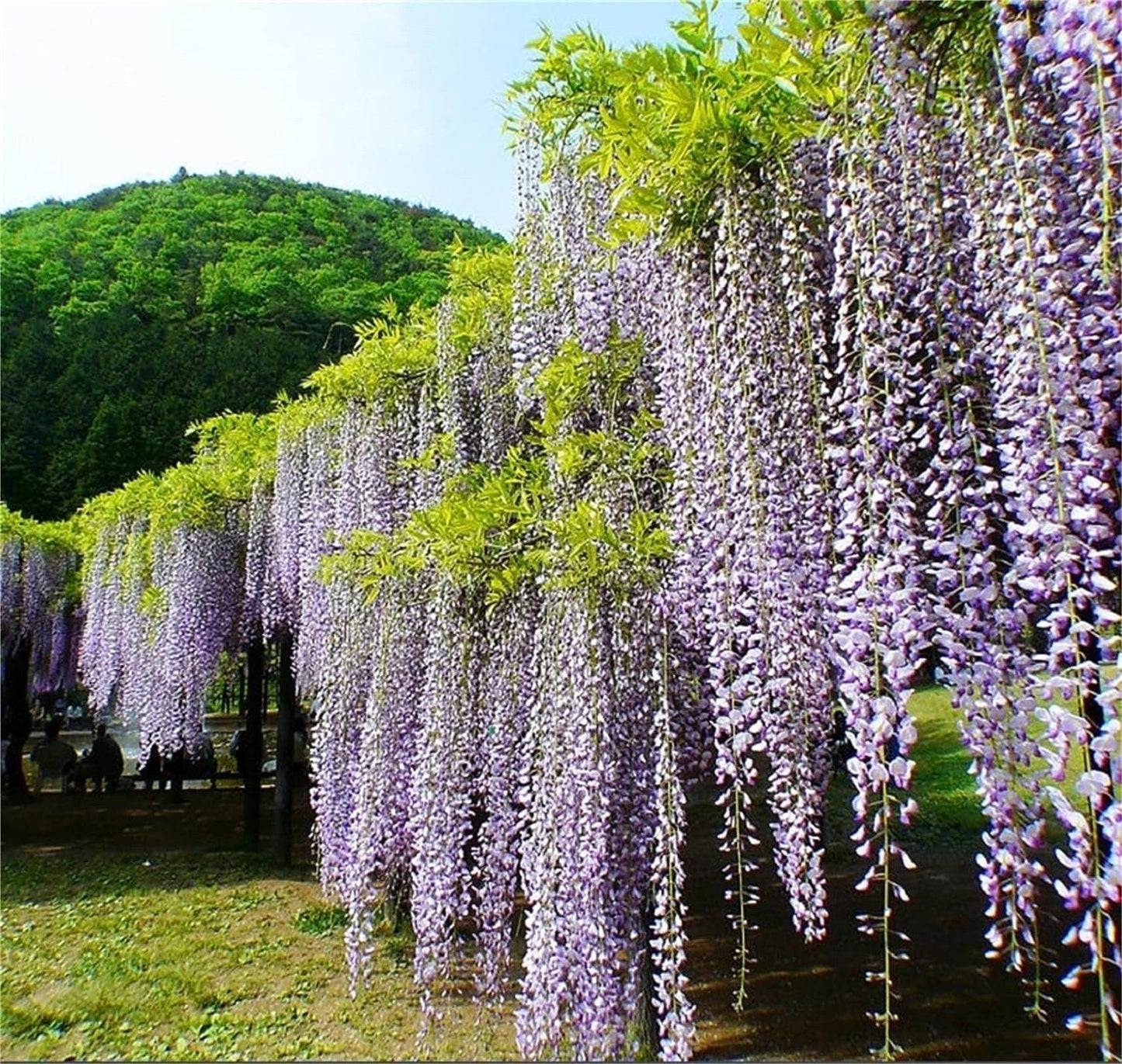 Rare Mixed Color Wisteria Bonsai Tree Seeds - Highly Prized Flowering Japanese