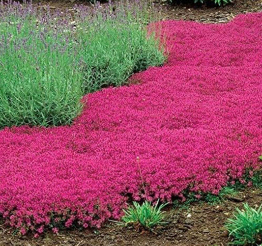 Red Creeping Thyme Seeds - Easy-Grow, Fragrant Ground Cover Plants, Open Pollinated - Thymus Serpyllum