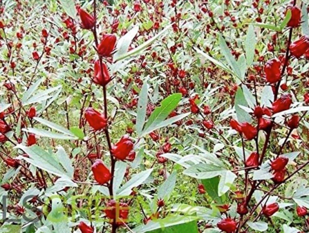 Red Roselle Seeds - (Hibiscus Sabdariffa) Jamaican Sorrel Seeds - Florida Cranberry - Indian Roselle - Vibrant Hibiscus Wonders
