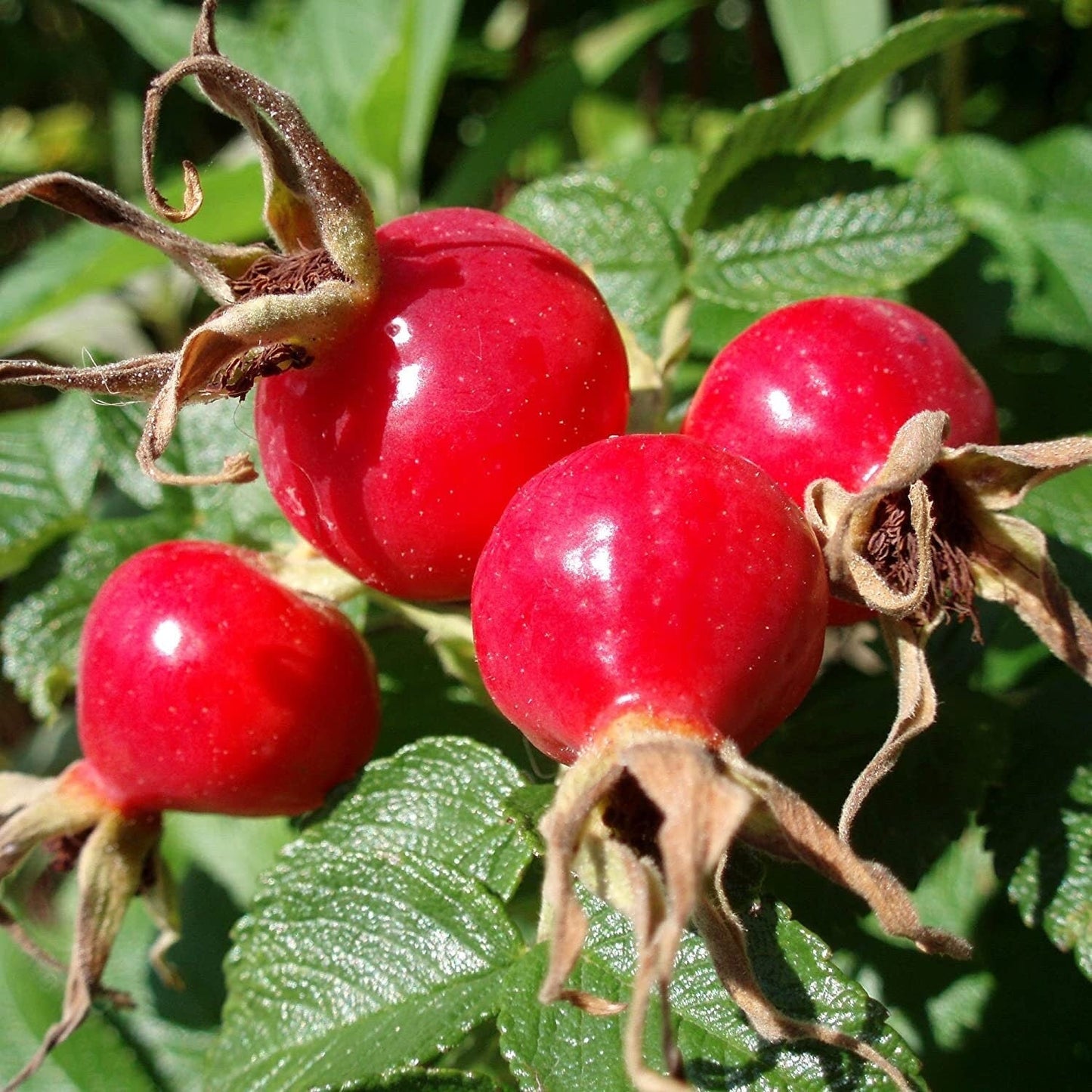 Rose Hip Seeds (Rosa Canina) Packet of 10 Seeds