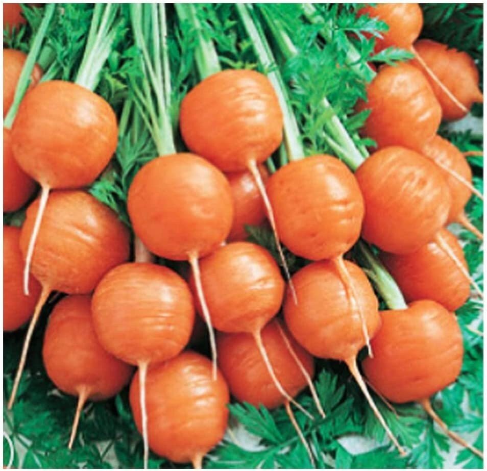 Round Parisian Carrots - 500 Seeds