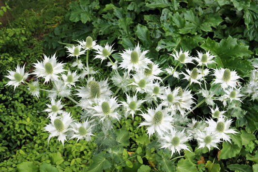 10 Giant SILVER SEA HOLLY Eryngium Giganteum Miss Willmott's Ghost Flower Seeds