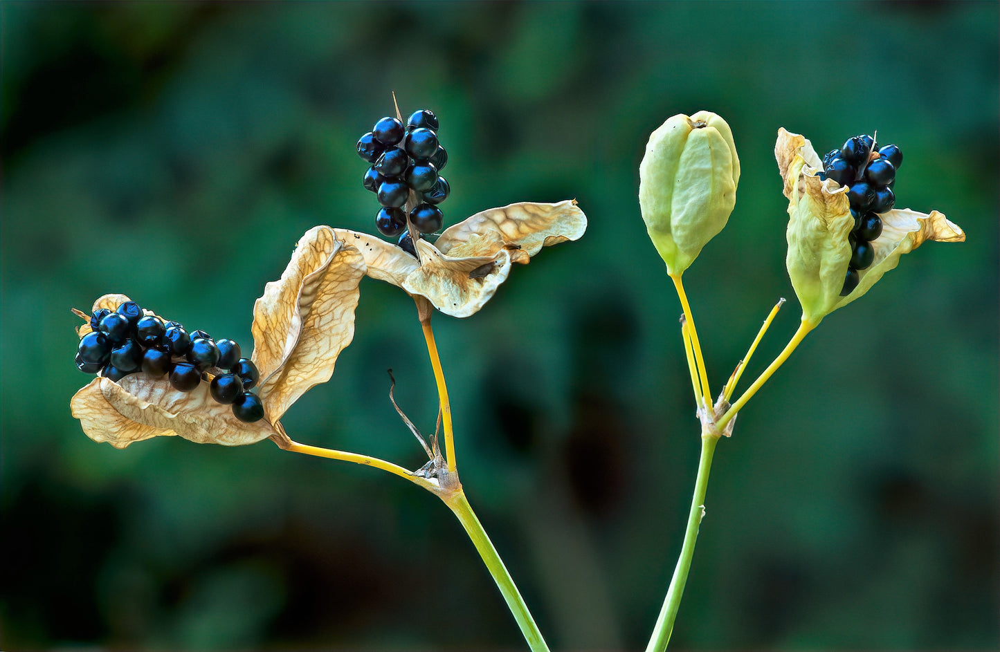 10 FRECKLEFACE BLACKBERRY LILY (Leopard Lily) Belamcanda Chinensis Iris Domestica Flower Seeds