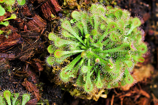 10 CARNIVOROUS SUNDEW PLANT Drosera Flower Seeds
