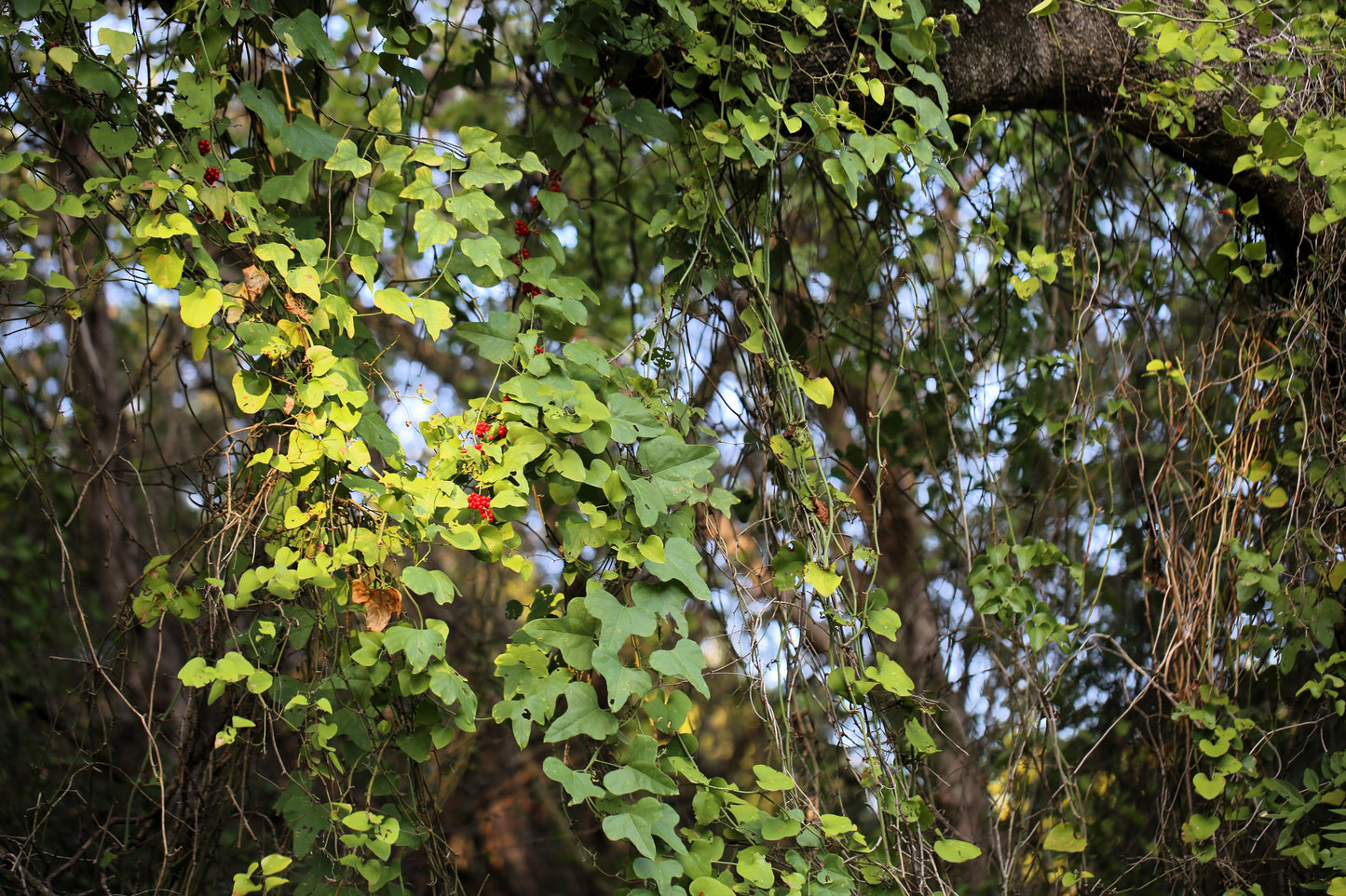 10 CAROLINA MOONSEED Snailseed / Coralbeads Flower Vine Cocculus Carolinus Seeds