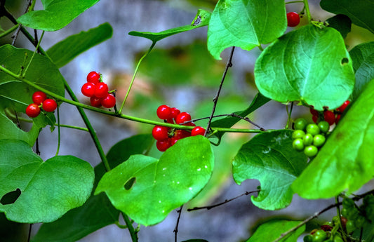 10 CAROLINA MOONSEED Snailseed / Coralbeads Flower Vine Cocculus Carolinus Seeds