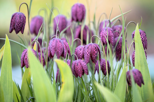 10 CHECKER LILY Fritillaria Affinis Chocolate Mission Bells Flower Seeds
