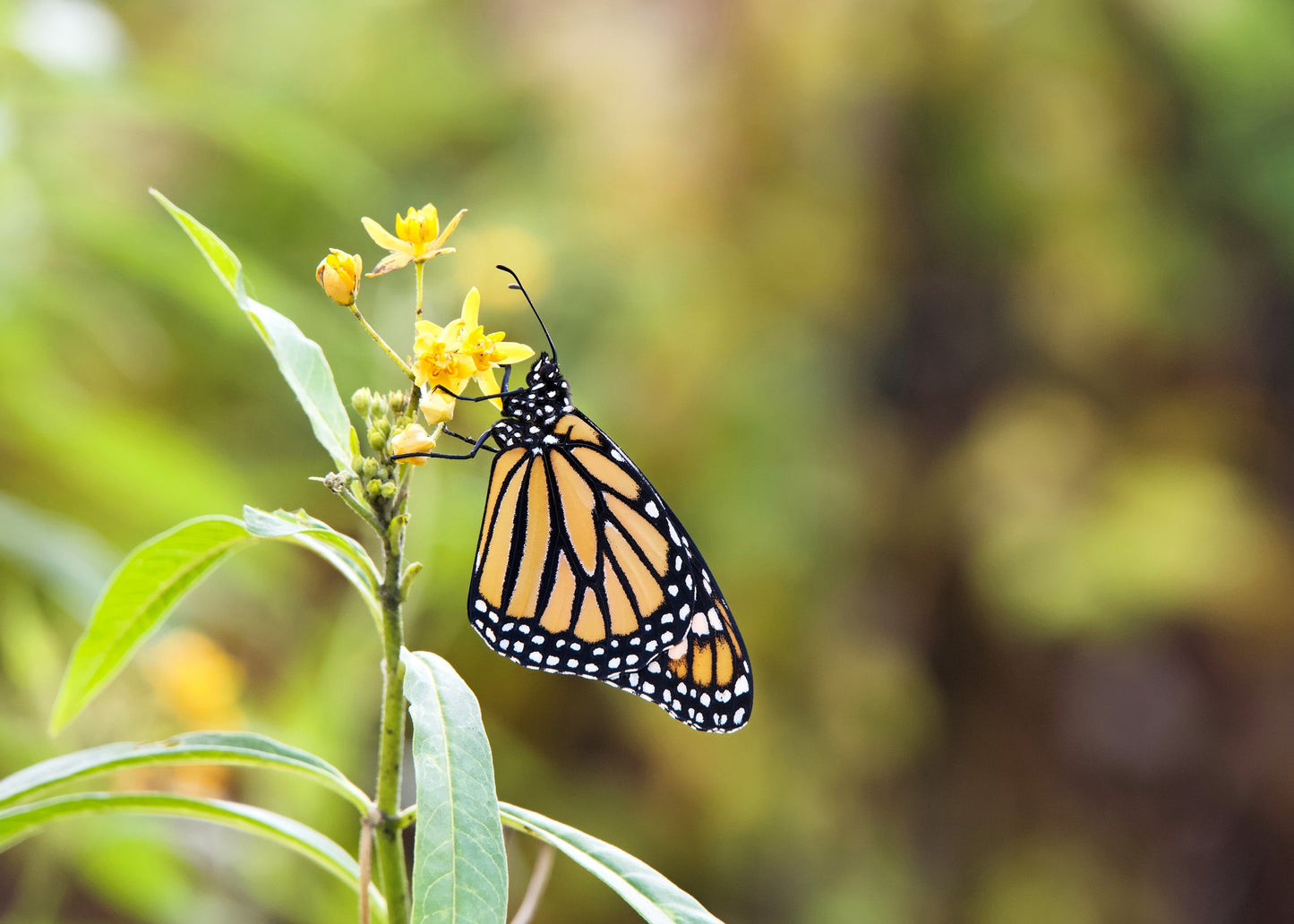10 Bright YELLOW MILKWEED Butterfly Weed Asclepias Tuberosa Monarch Flower Seeds