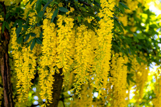 10 GOLDEN CHAIN TREE Goldenchain Laburnum Anagyroides Yellow Flower Seeds
