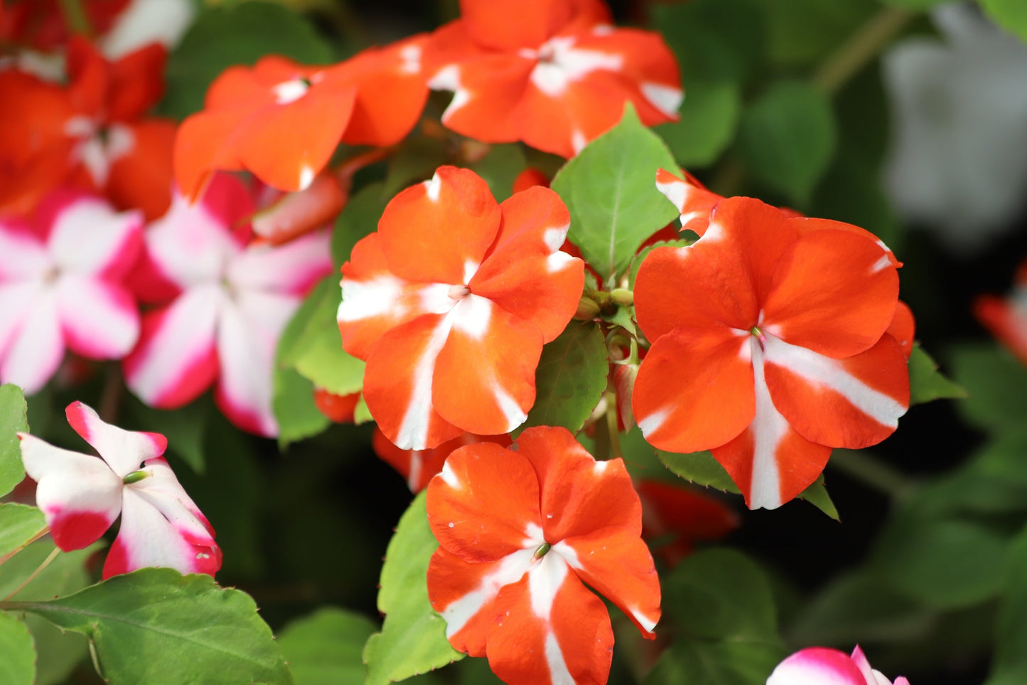 10 DWARF RED STAR IMPATIENS Walleriana Red & White Shade Flower Seeds