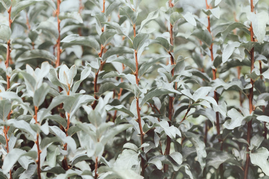 10 AMERICAN SILVERBERRY Elaeagnus Commutata aka Wolf Willow Wolfberry Wild Olive Berry Fruit Shrub Seeds