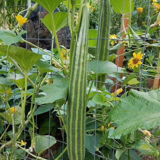 Striped Cucumber Seeds (Organic)