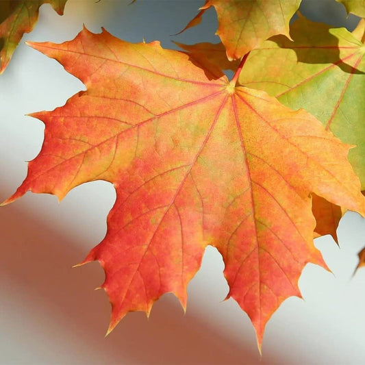 Sugar Maple Tree - 20 Seeds - Acer Saccharum, Colorful and Easy to Grow Fast-Growing