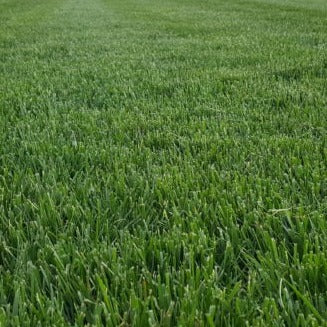 North Star Rhizomatous Tall Fescue (5lbs)