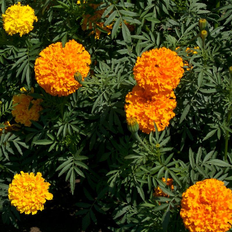 Marigold, African (1/4 lb)