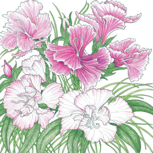 Sweet William (pack)