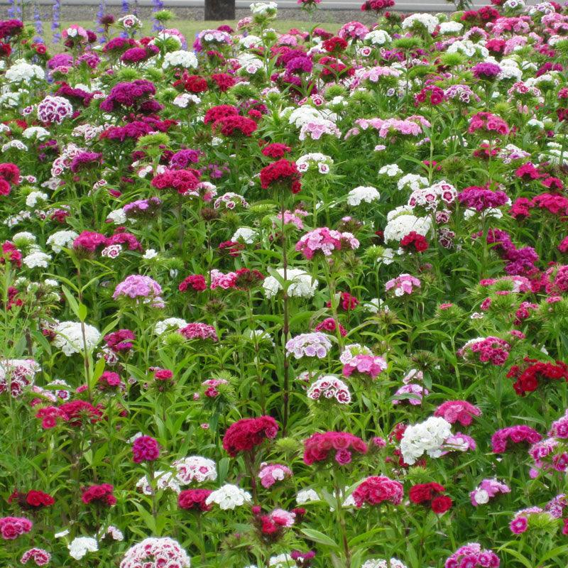 Sweet William (pack)