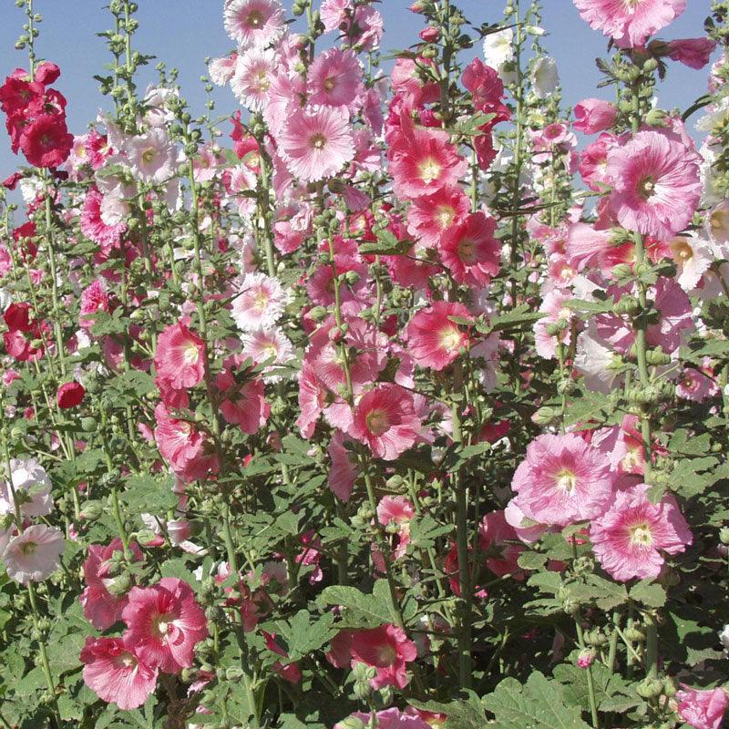 Hollyhock (pack)