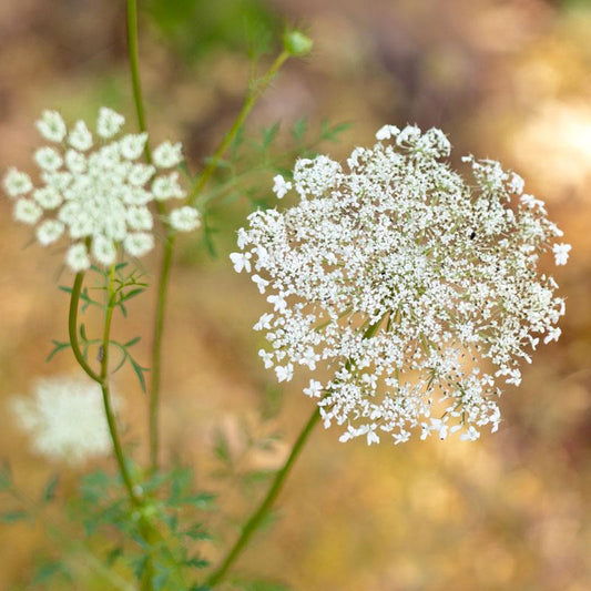Queen Anne's Lace (1/4 lb)