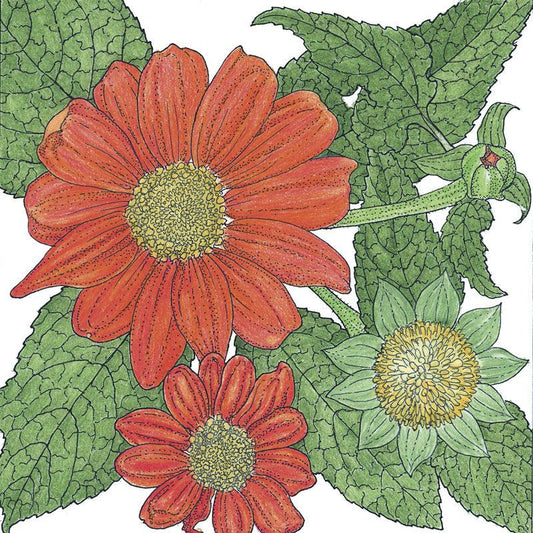 Mexican Sunflower (pack)