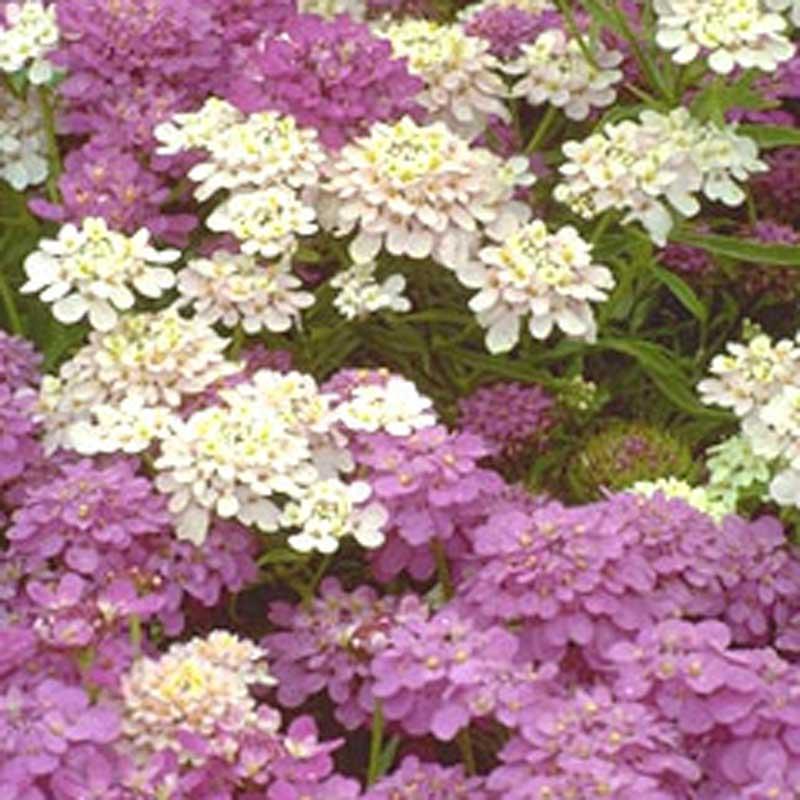 Candytuft, Dwarf (1/4 lb)