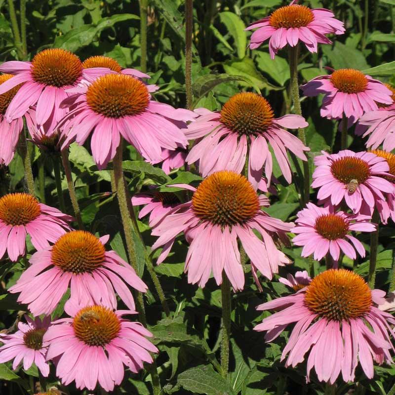 Coneflower, Purple (1/4 lb)
