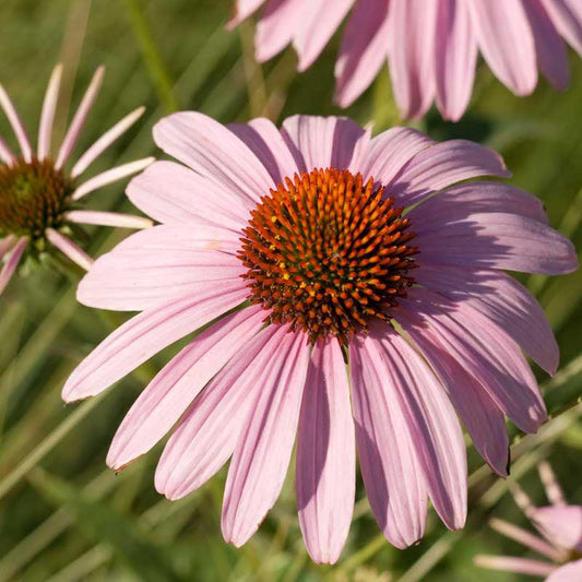 Coneflower, Purple (1/4 lb)