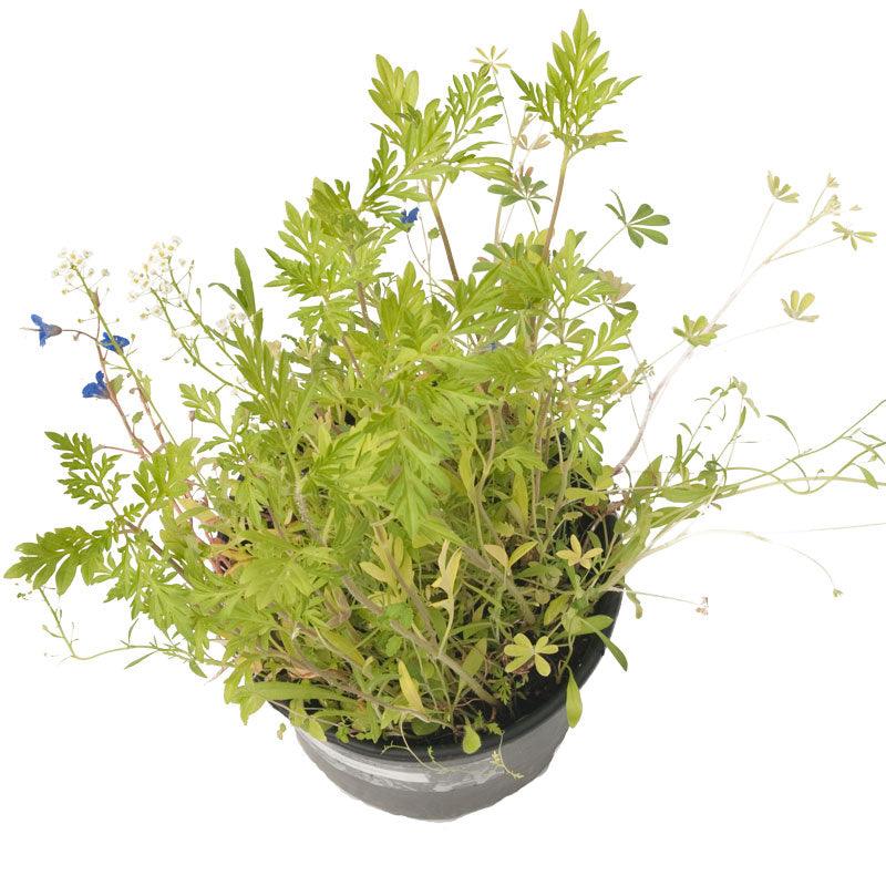 California Central Valley Wildflower Mix (pack)