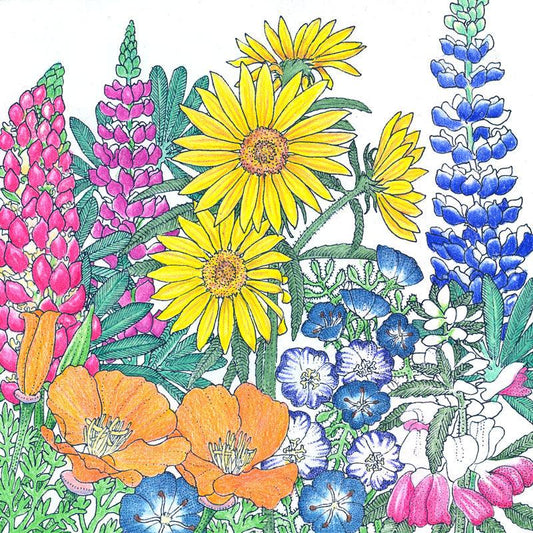 Regional Northwest Native Wildflower Mix (pack)