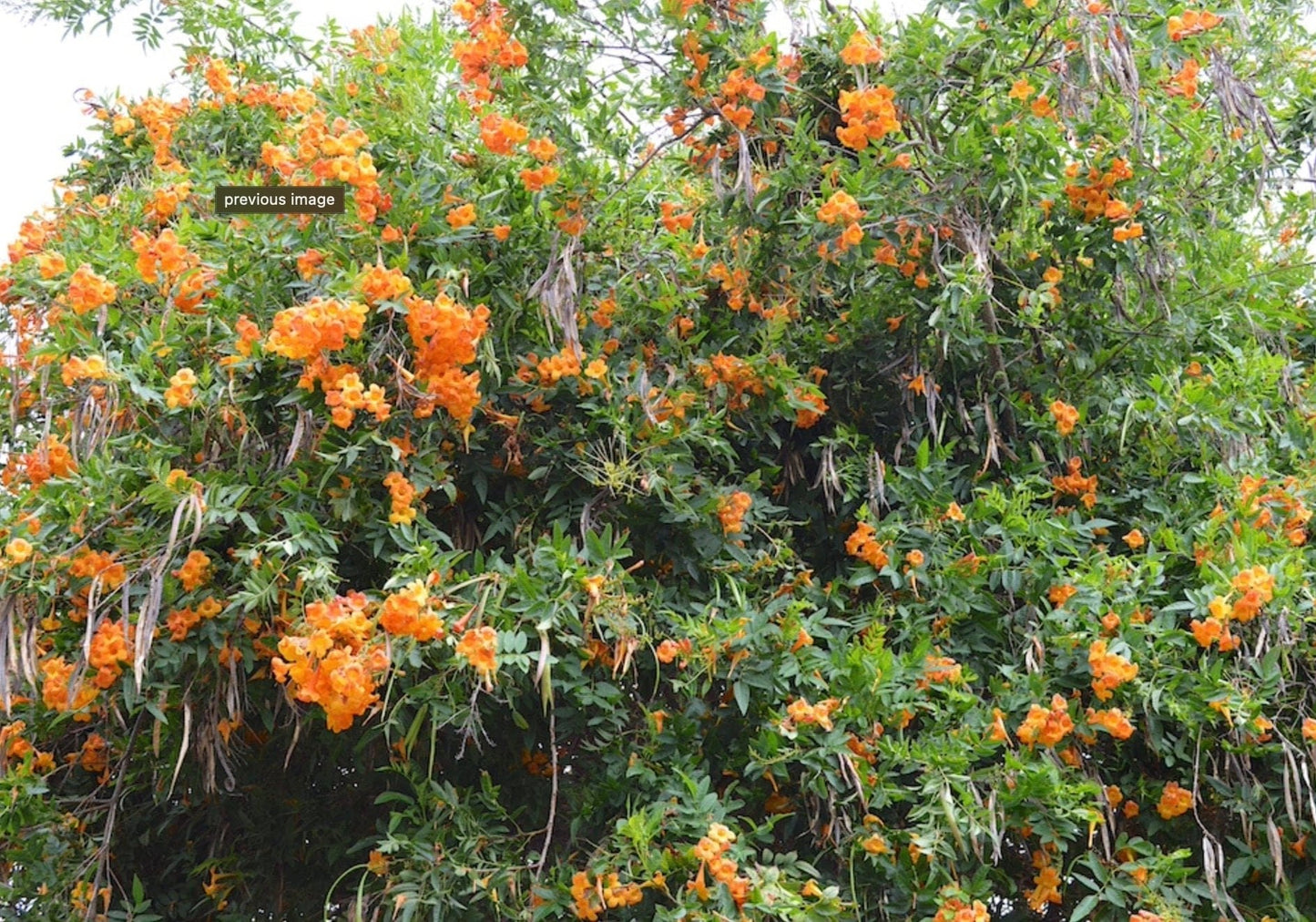 Tecoma X Orange Jubilee 'Tecoma Alata' Seeds - Flaming Bells, Orange Trumpet, Esperanza
