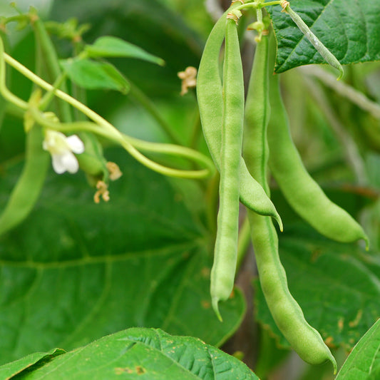 The Old Farmer's Almanac Heirloom Blue Lake Bush Bean Seeds - USDA Organic