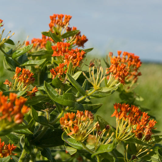 The Old Farmer's Almanac Butterfly Milkweed Seeds