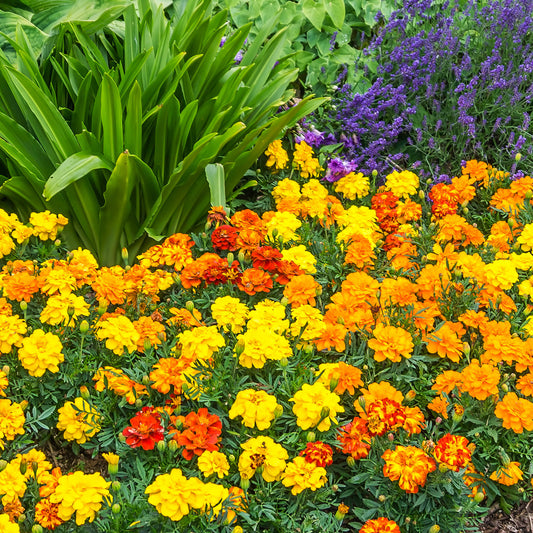 The Old Farmer's Almanac Petite Mixture Marigold Seeds
