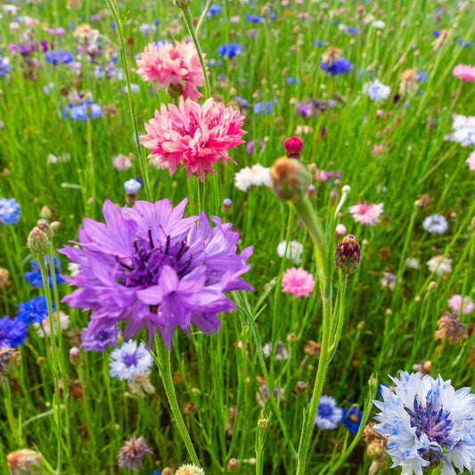 The Old Farmer's Almanac Bachelors Button Seeds