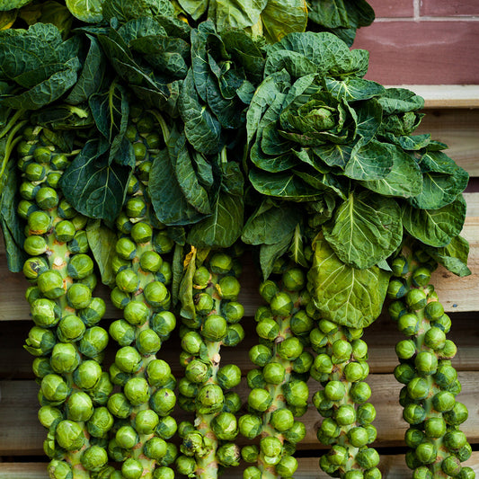 The Old Farmer's Almanac Heirloom Long Island Improved Brussels Sprouts Seeds