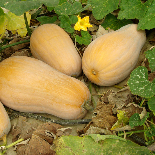 The Old Farmer's Almanac Heirloom Waltham Butternut Winter Squash Seeds