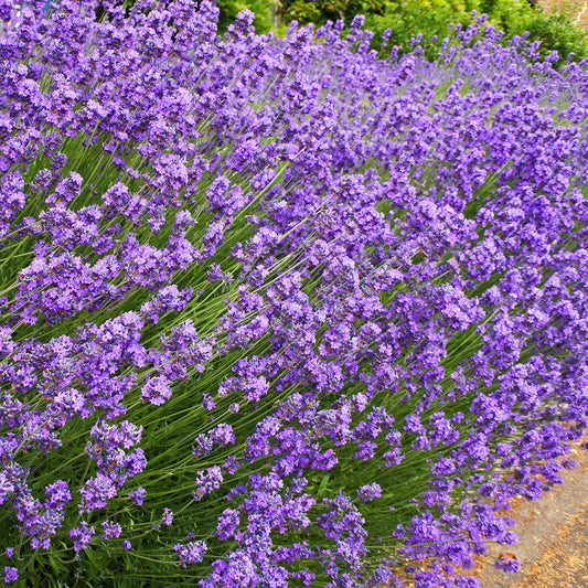 The Old Farmer's Almanac Heirloom Common English Lavender Seeds