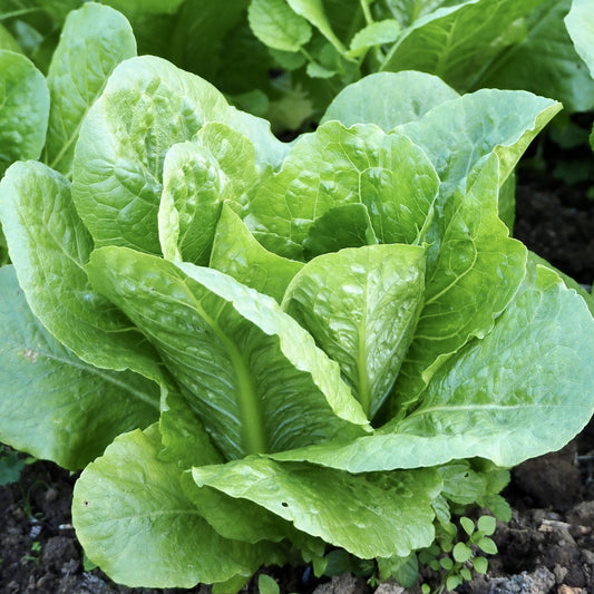 The Old Farmer's Almanac Heirloom Paris Island Cos Romaine Lettuce Seeds