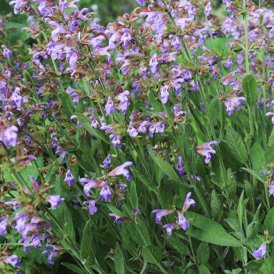 The Old Farmer's Almanac Heirloom Broad Leaved Sage Seeds