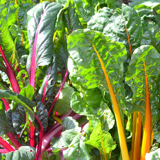 The Old Farmer's Almanac Heirloom Rainbow Mix Swiss Chard Seeds