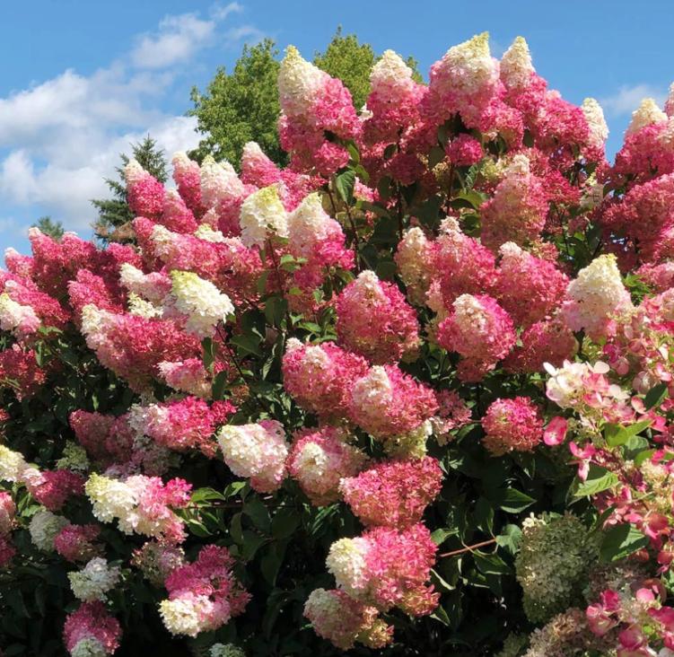 Vanilla Strawberry Hydrangea Seeds - Beautiful Attractive Showy and Hardy Perennial Flowers