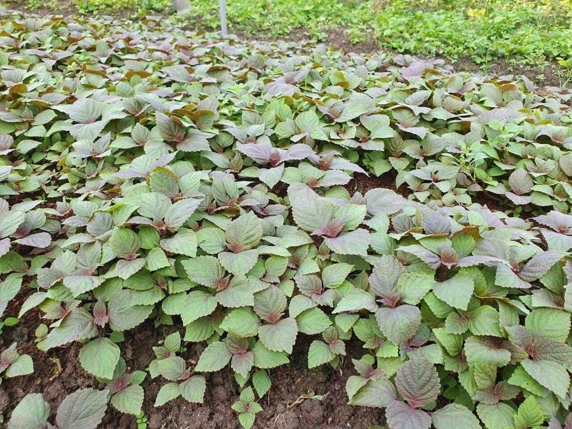 Vietnamese Perilla - 2000 Seeds - La Tia to - Shiso Seeds Perilla Frutescens, Asian Herb, Microgreens Heat & Drought Tolerant