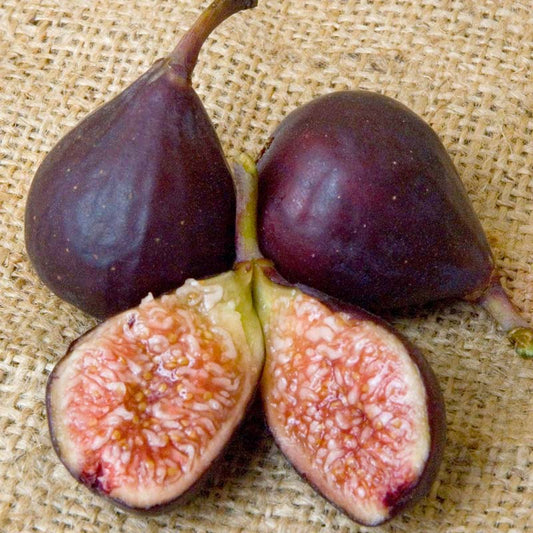 Violette de Bordeaux Potted Fig Tree