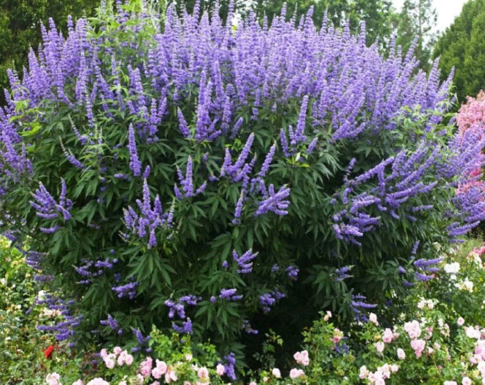 Vitex Angus - Chaste Tree, Purple Flowers