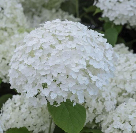 White Hydrangea Seeds - Beautiful Attractive Showy and Hardy Perennial Flowers