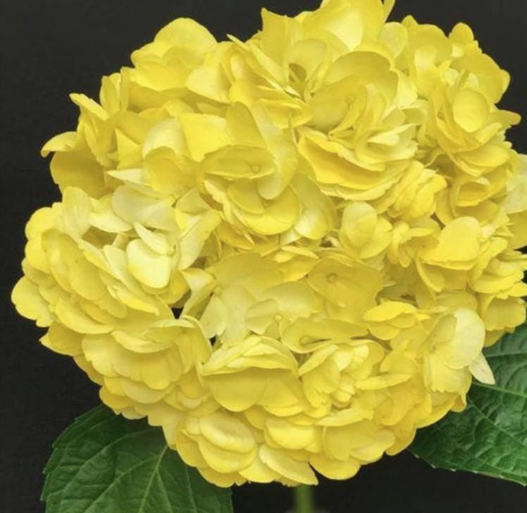 Yellow Hydrangea Seeds - Beautiful Attractive Showy and Hardy Perennial Flowers