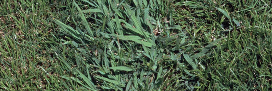 Crabgrass Prevention in Wisconsin: Timing, Treatment, and What Actually Works